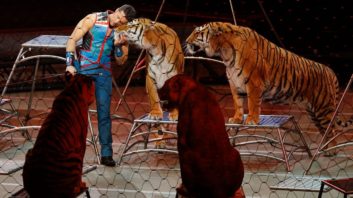 Centre Proposes a Ban on Animals Being Used in Circuses 