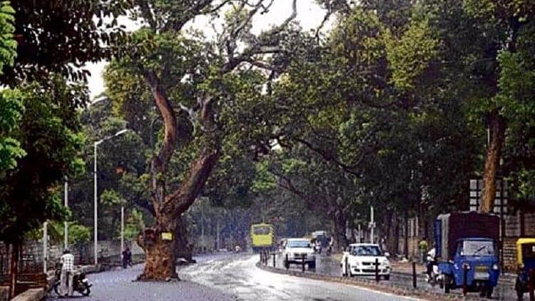 Nearly 30,000 Bengaluru citizens objected to the cutting of trees for road widening purposes. (Photo Courtesy: The News Minute)