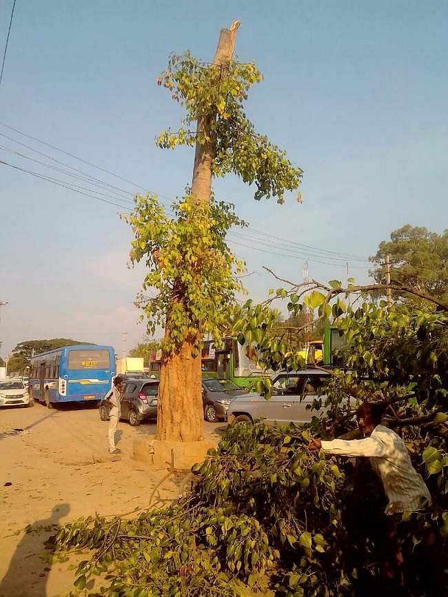 Sarjapur Resident Welfare Association had started an online crowdfunding campaign in April to relocate the trees.