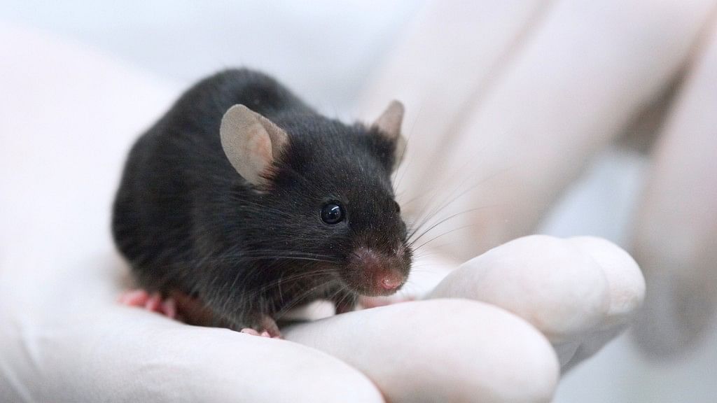 Ovaries grown on 3-D printed structures were successfully implanted into sterilised mice that were then able to conceive. Image used for representational purposes (Photo: iStock)
