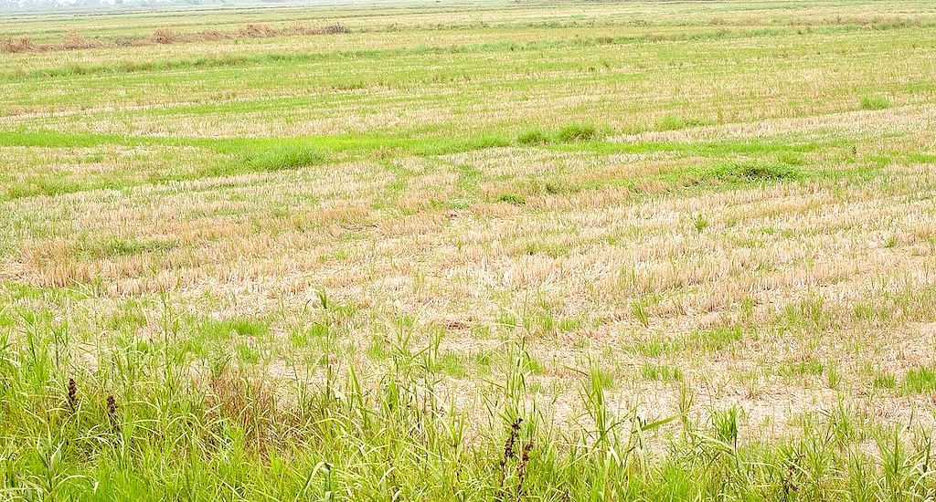 Poor supply of fresh water and inflow of salt water into the fields is wreaking havoc in the Kole region.