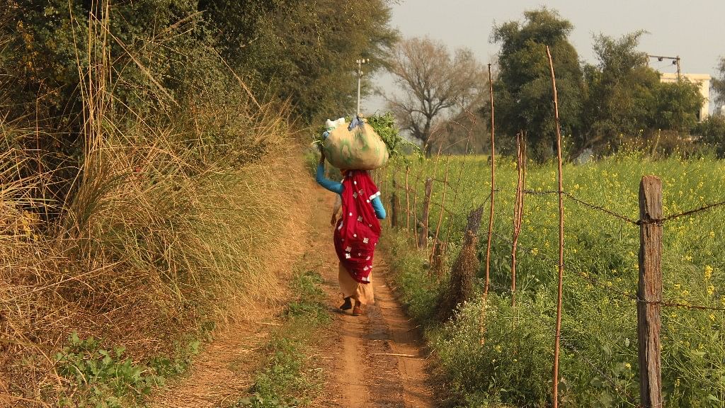 A farmer carries fodder on her back in Haryana.&nbsp;
