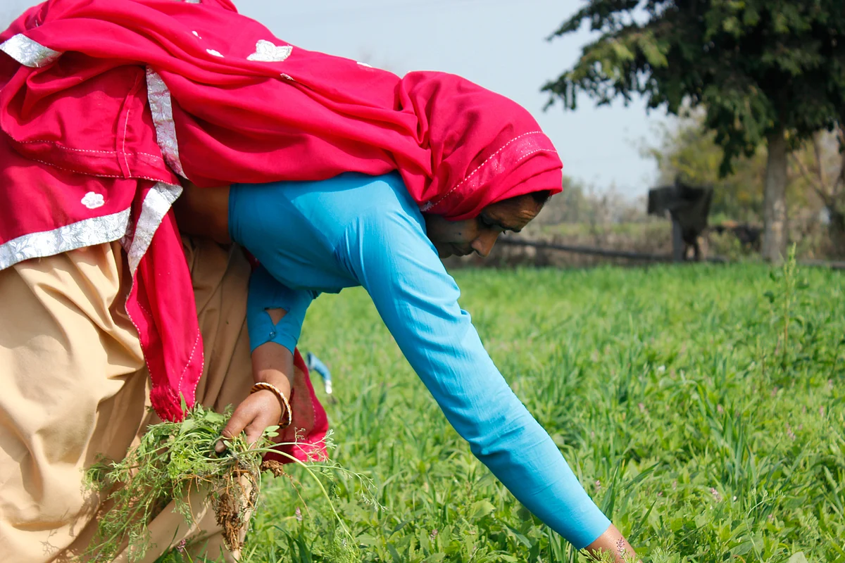 Kavita tending to her farm, picking out weeds and fodder for her buffalo. (Photo: Kashish Badar)