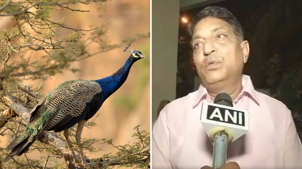 Peacocks Celibate: Judge After Pushing For Cow as National Animal