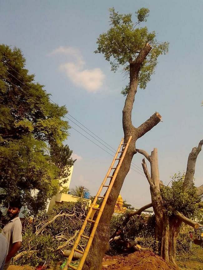 Sarjapur Resident Welfare Association had started an online crowdfunding campaign in April to relocate the trees.