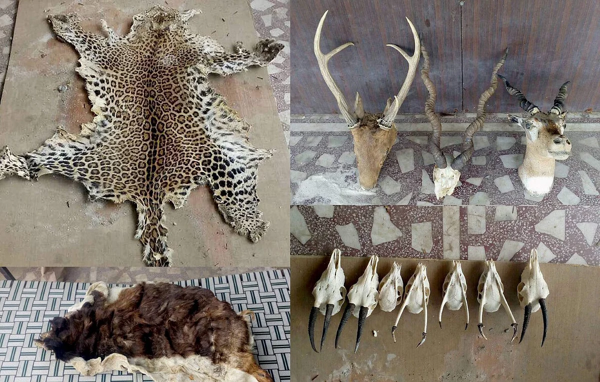 Animal skins and skulls which were recovered along with ivory and 40 guns at retired colonel Devendra Kumar Bishnois house after the raid. (Photo: PTI)