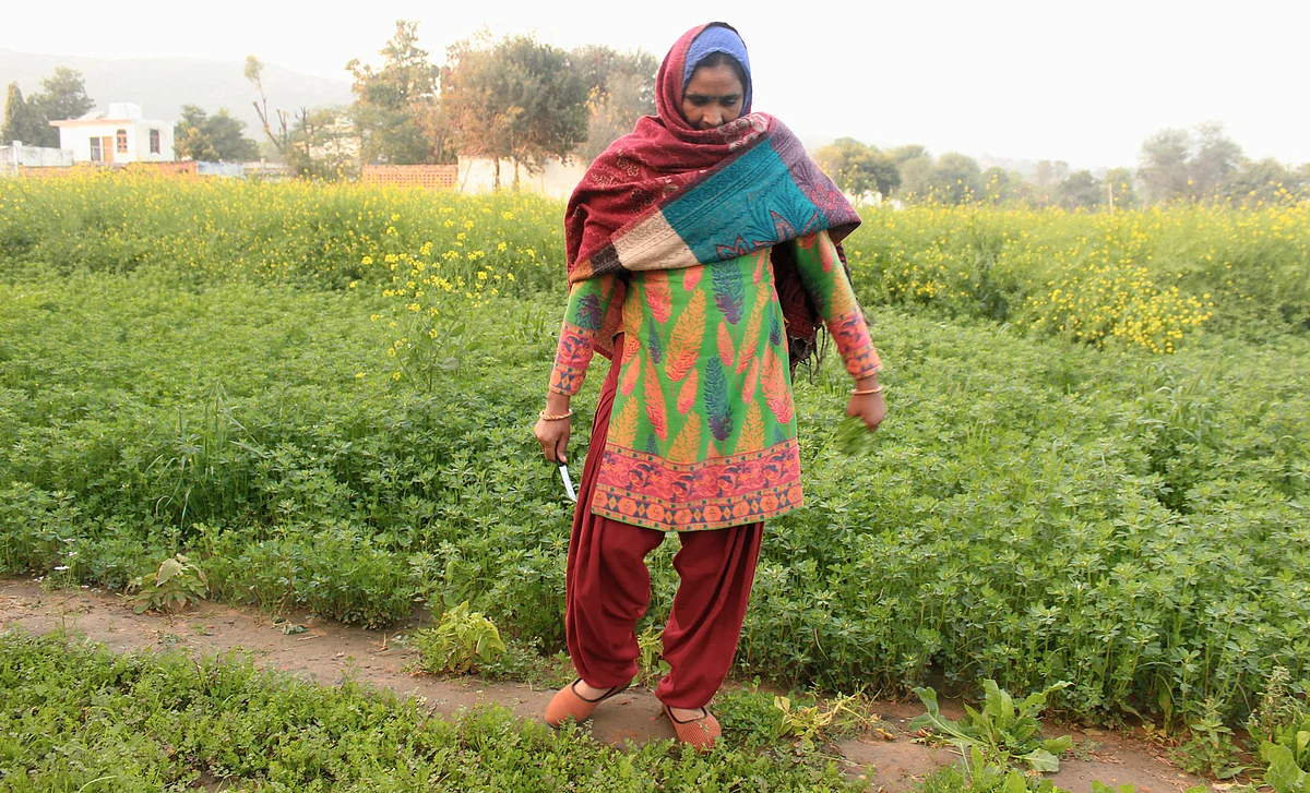 Kavita Yadav stands in her farm, assessing what fodder to collect for the day. (Photo: Kashish Badar)