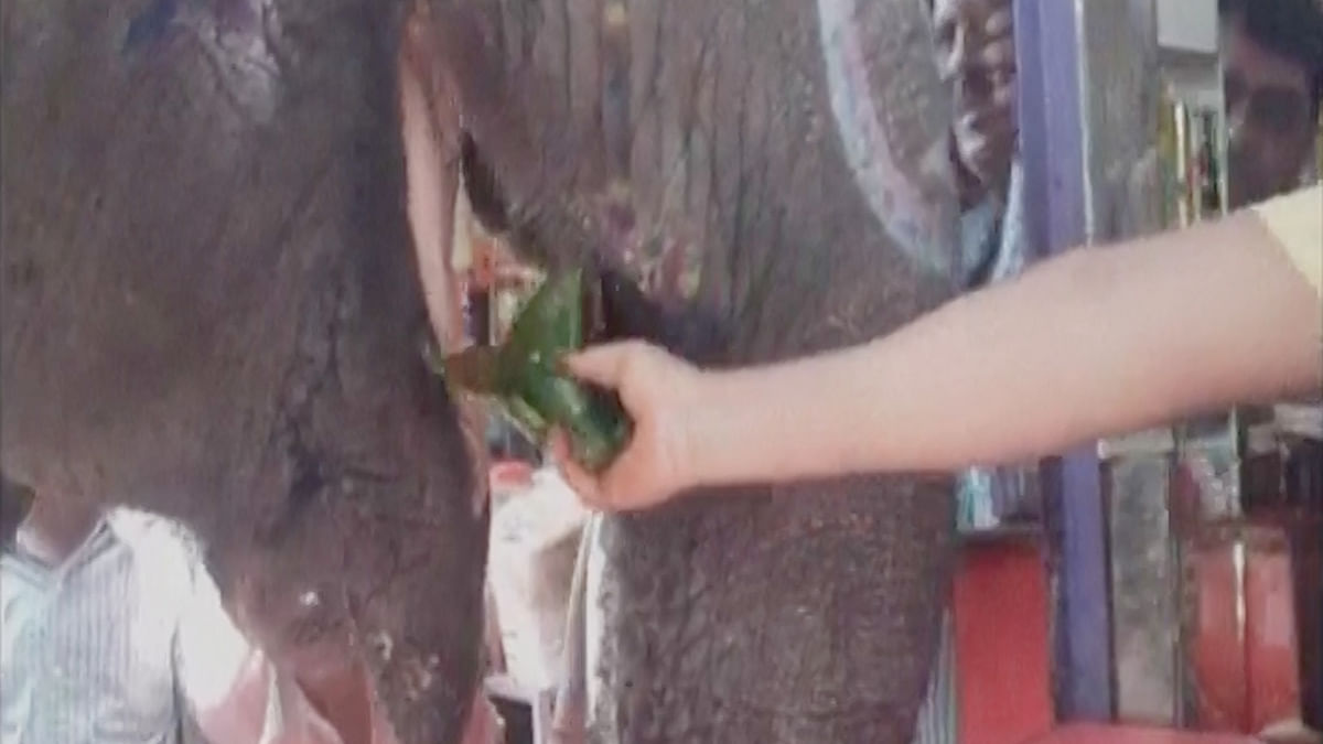 This elephant has been eating paan for 15 years now. 