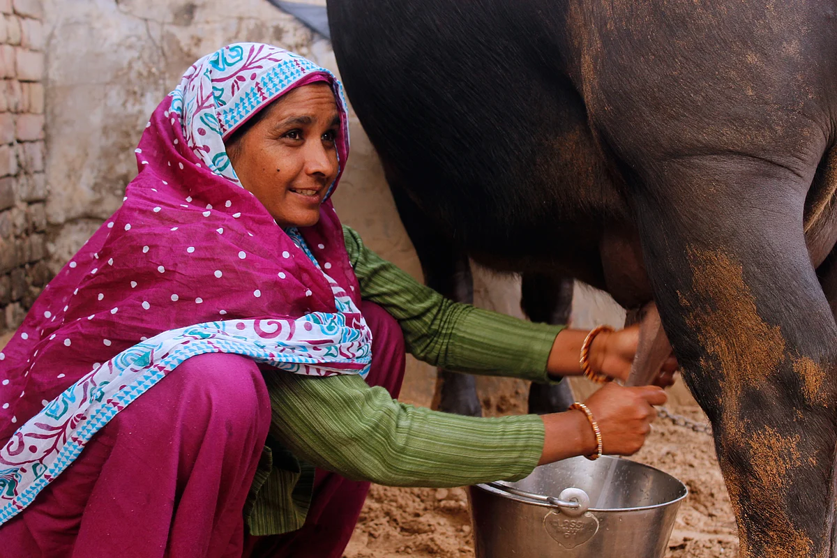 Taking care of the buffalo is Kavita’s favourite part of the day. (Photo: Kashish Badar)