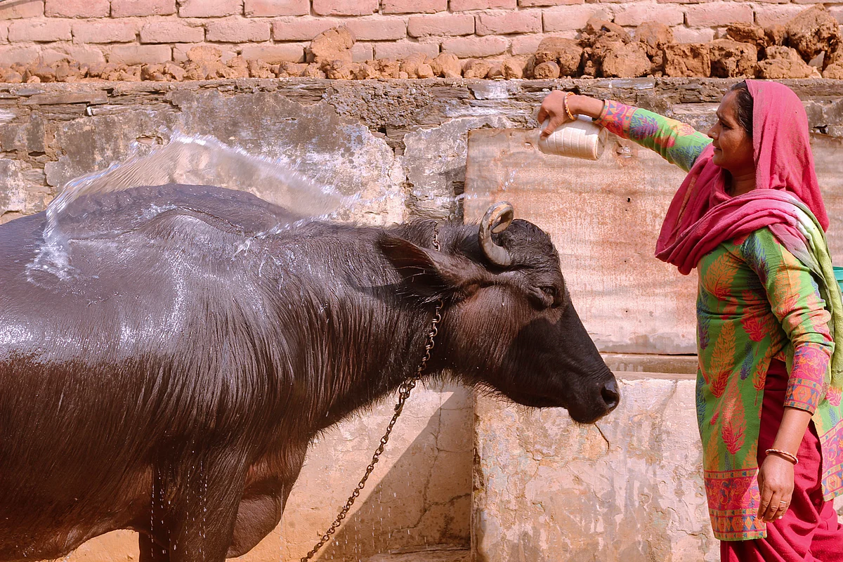 The buffalo is one of the main sources of income for Kavita who takes care of him “like a baby”. (Photo: Kashish Badar)