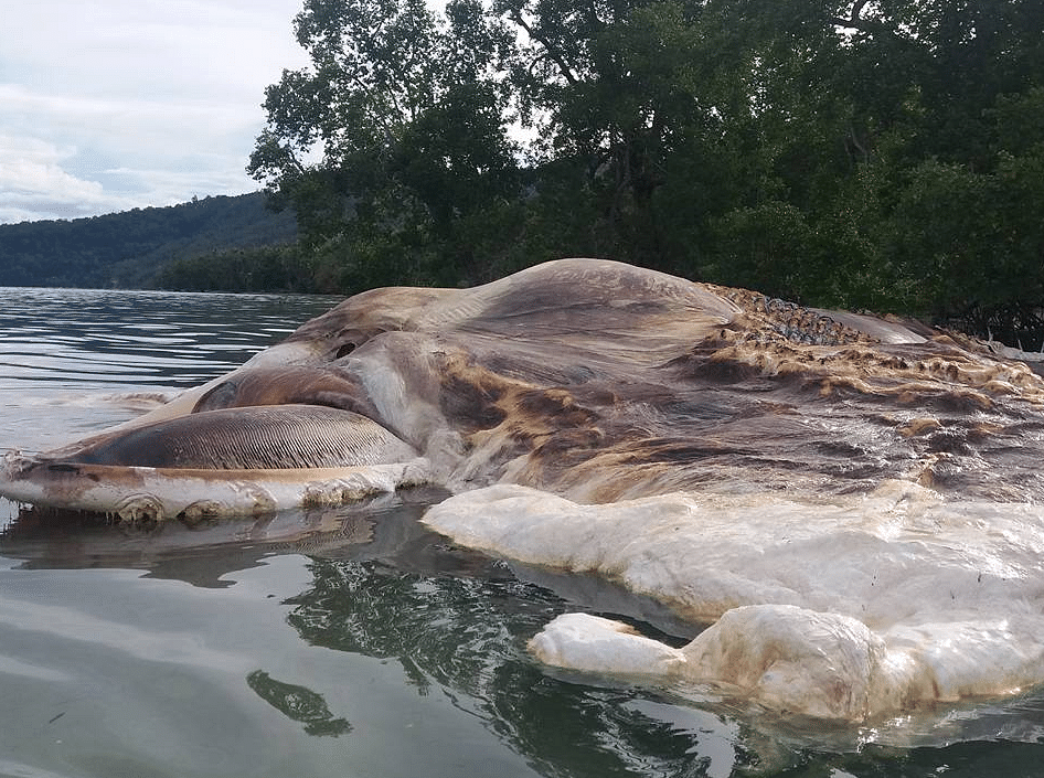 The shocking images have triggered questions about how this floating carcass made its way to an Indonesian island.