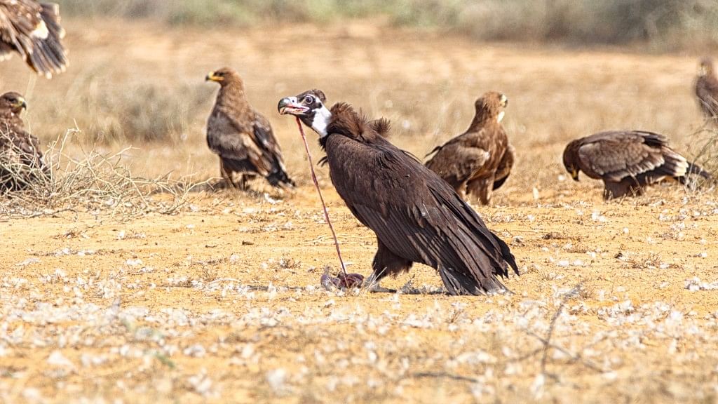 A wildlife conservationist has said that the absence of tracking devices is undermining the vulture conservation programme. Image for representative purpose. (Photo: iStock)&nbsp;