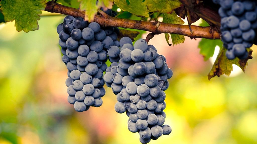 

Grapes are said to have innumerable health benefits. (Photo: iStock)