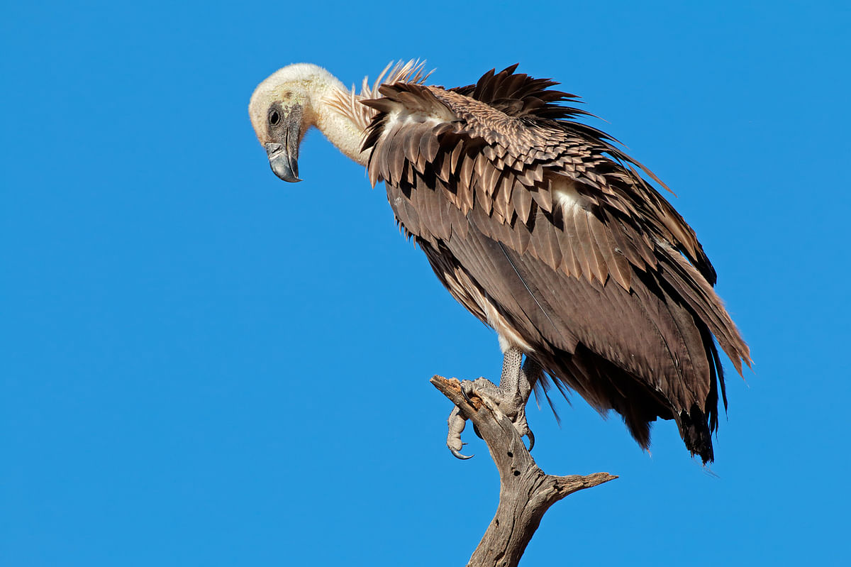 Past studies indicate that three of the nine species of vultures in India are on the brink of extinction.