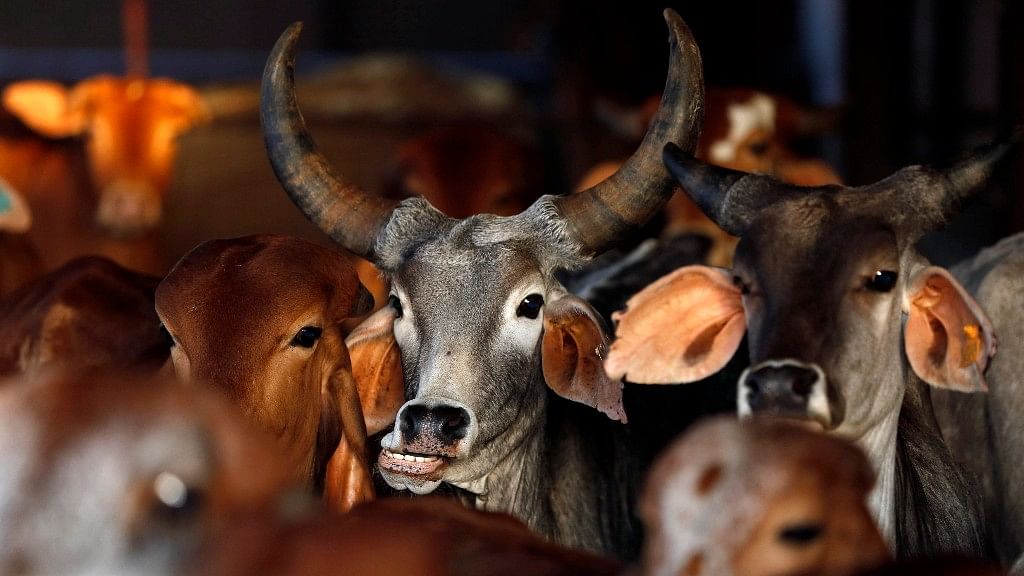 A report submitted to the Supreme Court by the Centre suggests recommendations that include allocation of a ‘unique identification number’ for cows. (Photo: Reuters)