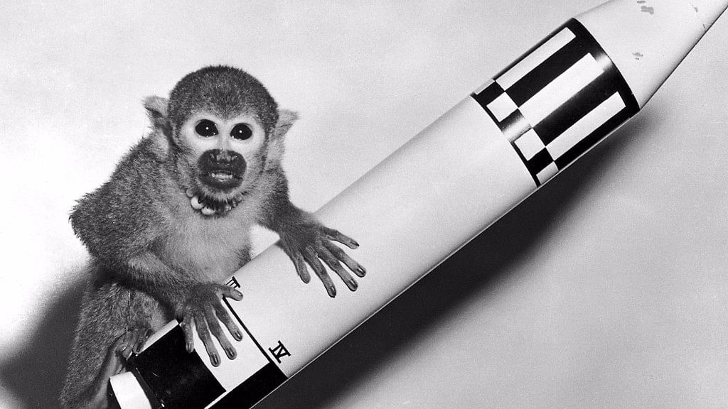 The two primates became the first of their kind to survive a space mission on 28 May 1959. (Photo Courtesy: Wikimedia Commons)