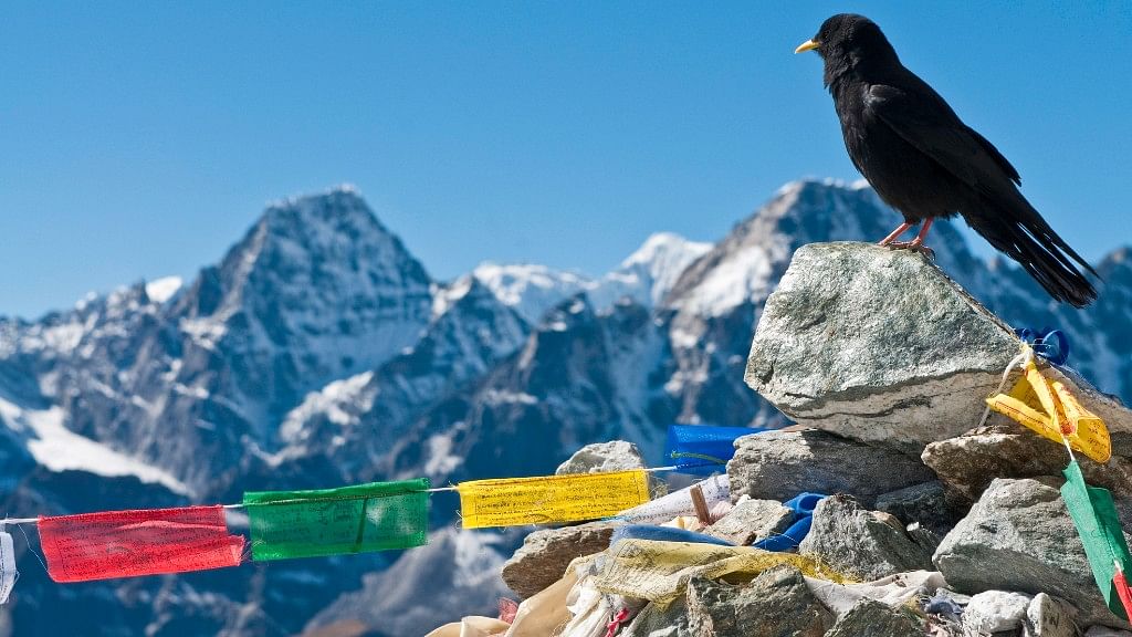 

Watch: What is the Himalayan Bird Crisis & Why You Should Care 