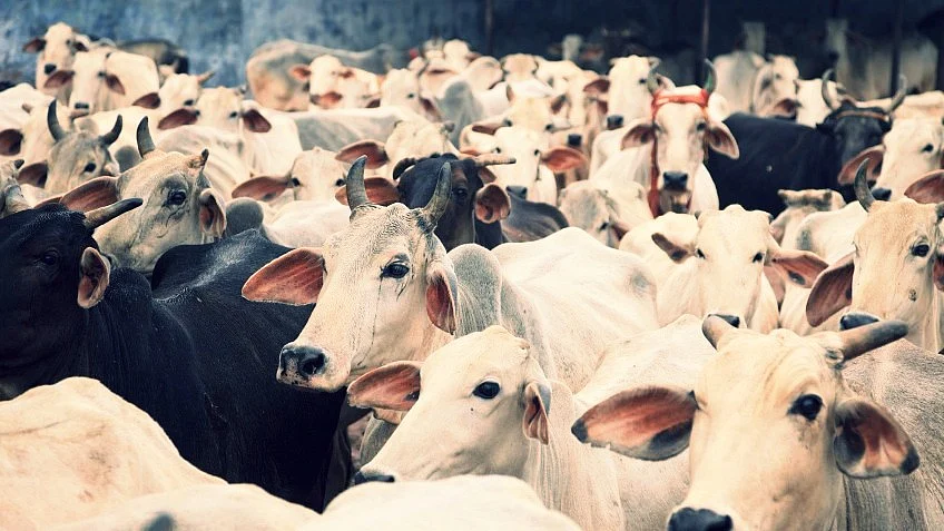 A 36-year-old man was lynched by a mob for allegedly stealing cattle late on Tuesday, 2 July.