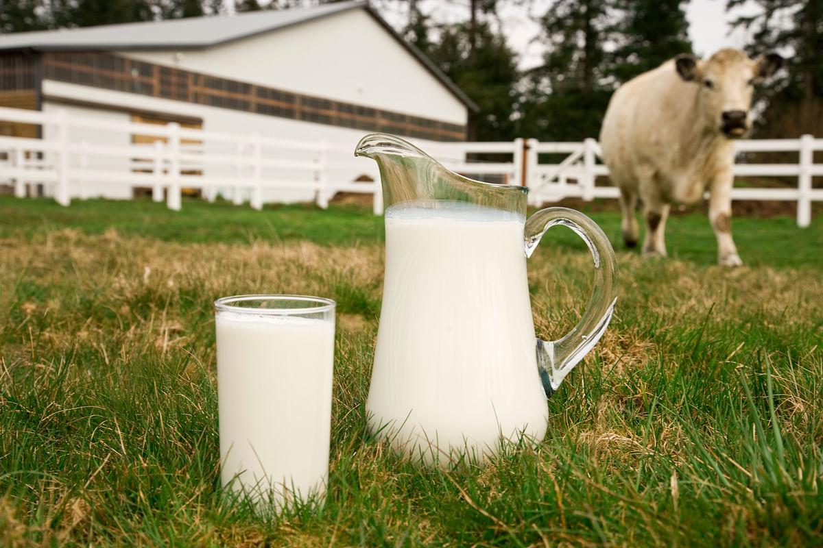 

In a country like India, that largely eats a vegetable-based diet, milk is the main source of animal protein.