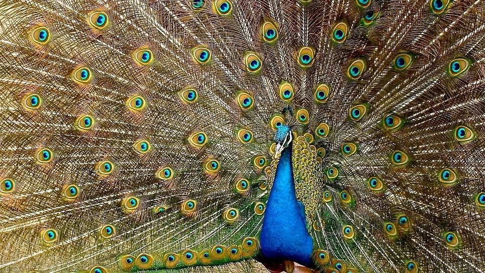 Justice Mahesh Sharma says peacocks are celibate. Here’s what science teaches us. (Photo: Pixabay)