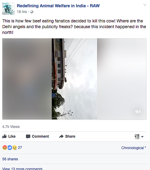 No, Cows Not Thrown Off Roofs by Cattle Slaughter Ban Protestors