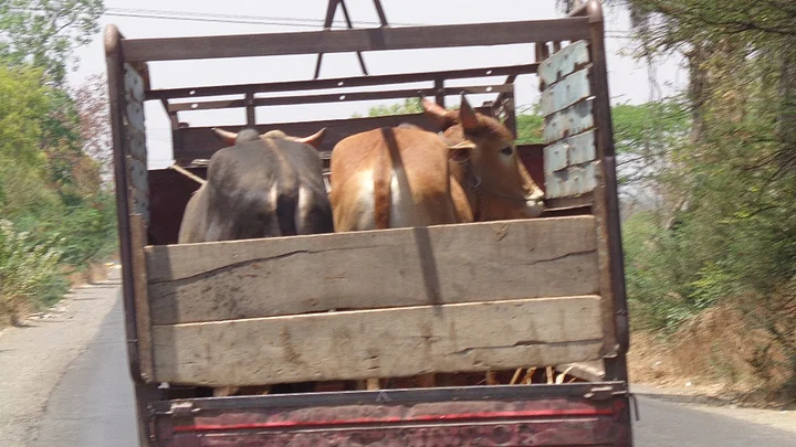 New cattle sale rules will add to the troubles of debt-ridden Marathwada farmers, writes Parth MN.