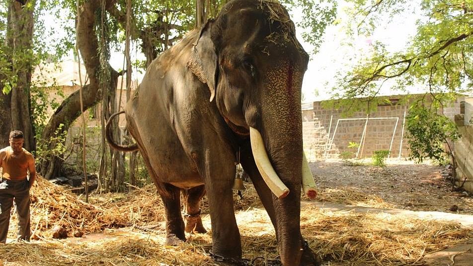 After 51 years of being chained at a temple, Gajraj the elephant will now be well tended to. (Photo Courtesy: WildlifeSOS)