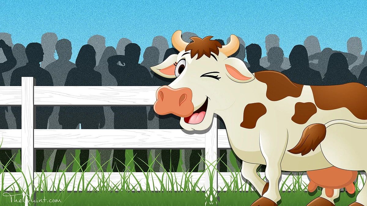Does the UP police really need to invoke the National Security Act in cases of cattle smuggling? (Photo: Rhythum Seth/<b>The Quint</b>)