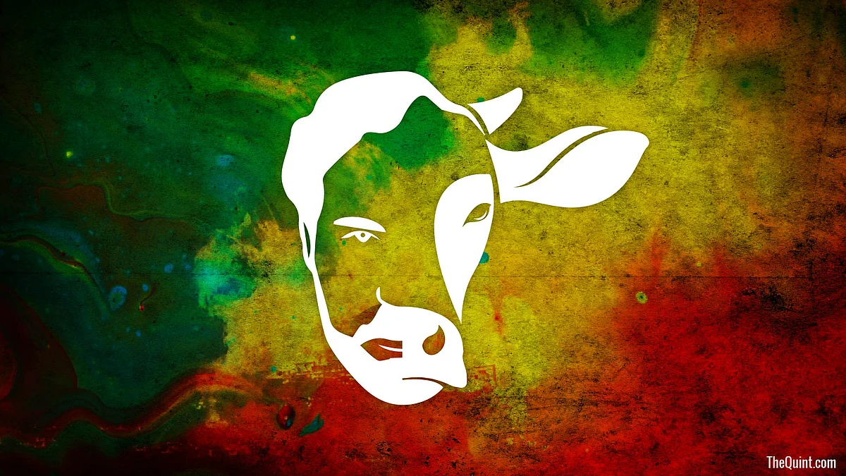 Invoking NSA against cow smugglers was long overdue to curb the menace of illegal transport and slaughter. (Photo: Harsh Sahani/ <b>The Quint</b>)