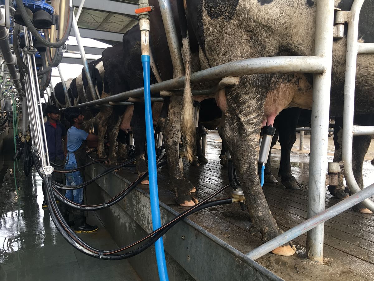 The livestock is milked using automated machines that transfer the milk produced directly to the pasteurisation chambers. (Photo: Shiv Kumar Maurya/<b>The Quint</b>)