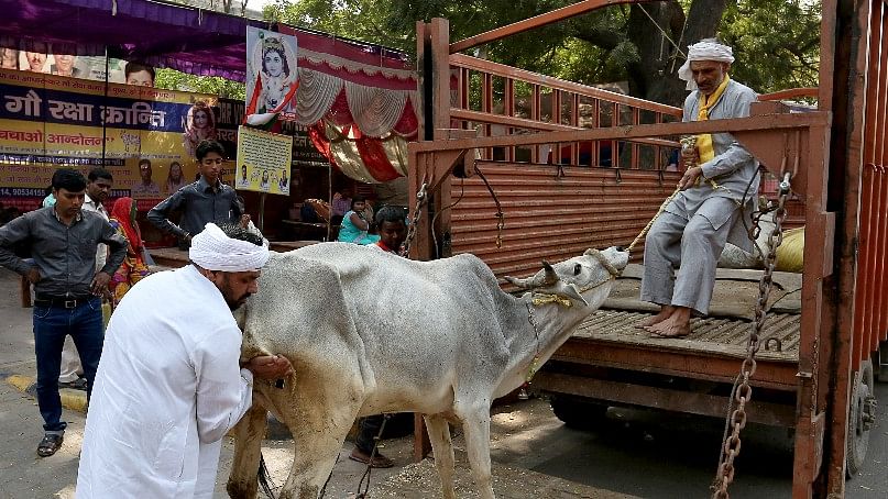 File image of men loading a cow onto a truck in the Jantar Mantar. (Photo: Reuters)