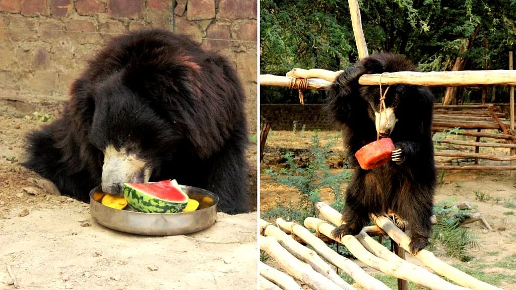 With temperatures soaring, sloth bears find respite in innovative ways to beat the heat. (Photo: Wildlife SOS)