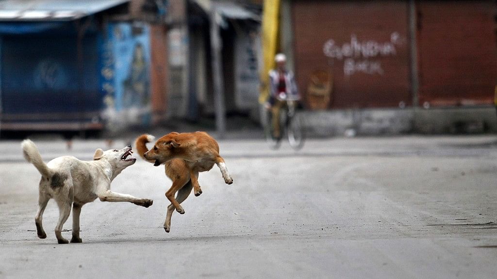 A 65-year-old woman died after getting attacked by 50 dogs on Friday. Photo used for representational purpose. (Photo: Reuters)