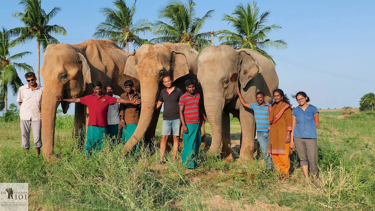 From earning a lakh a month, Shweta and Govind now earn Rs 25,000 and help rehabilitate elephants in a small town.
