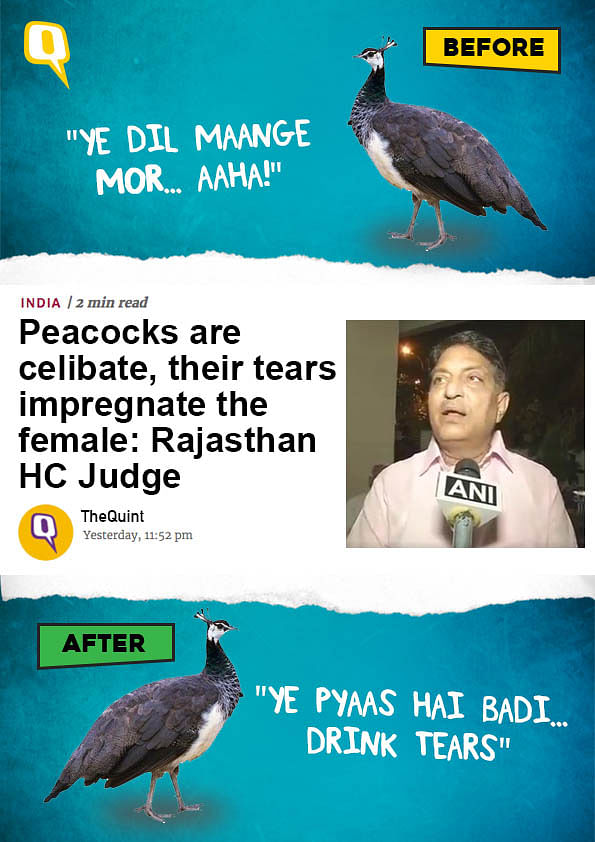Here’s some free ka gyaan: Peacocks do have sex. Bright, colourful, shimmery sex. 