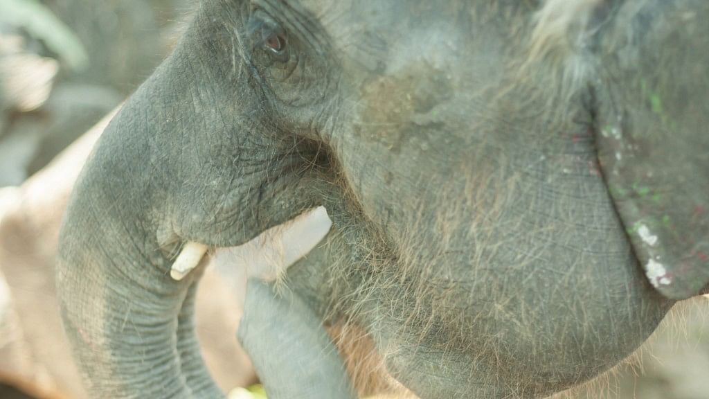 Elephant (Photo: iStock)