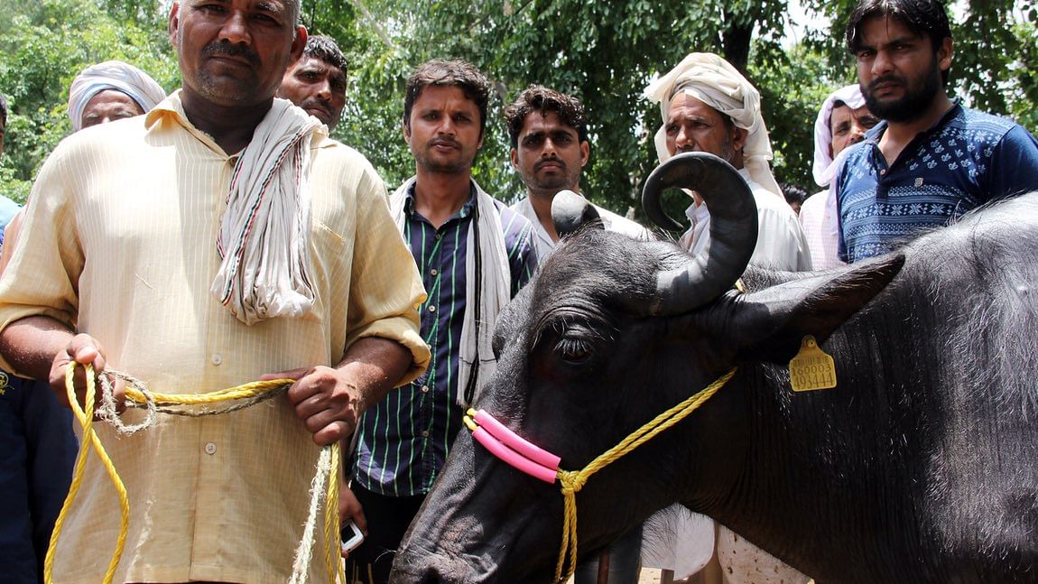 The fear of gau rakshaks has led to a 40-50 percent decline in the rate of the animals in the market.