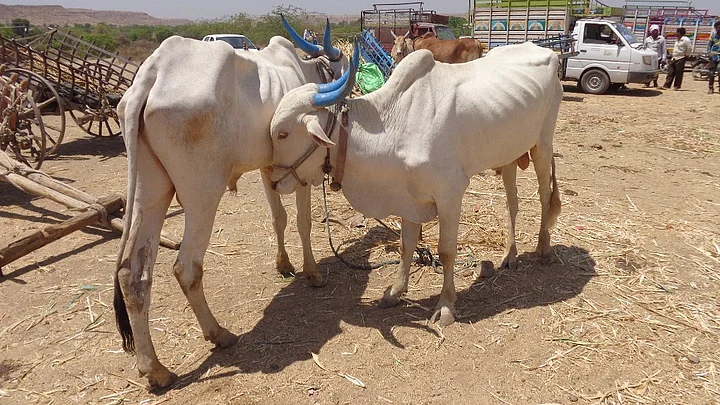 New cattle sale rules will add to the troubles of debt-ridden Marathwada farmers, writes Parth MN.