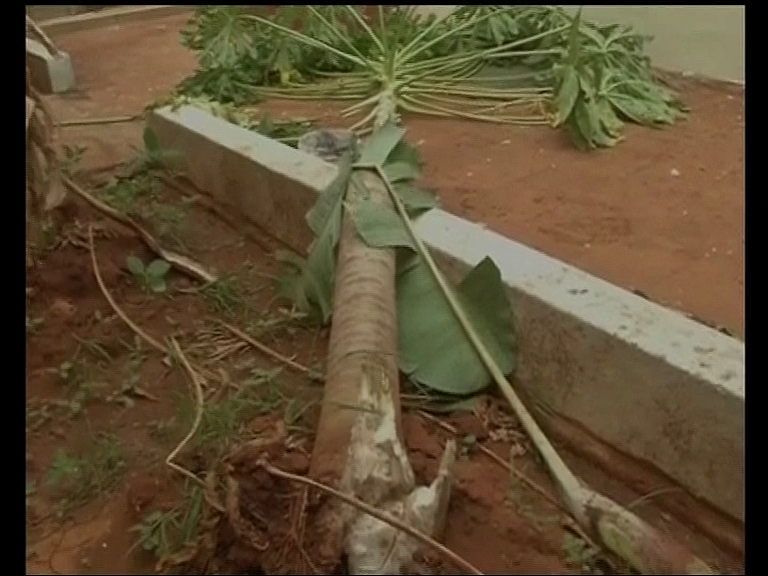 Uprooted tree in a residence compound (Photo: ANI screen grab)
