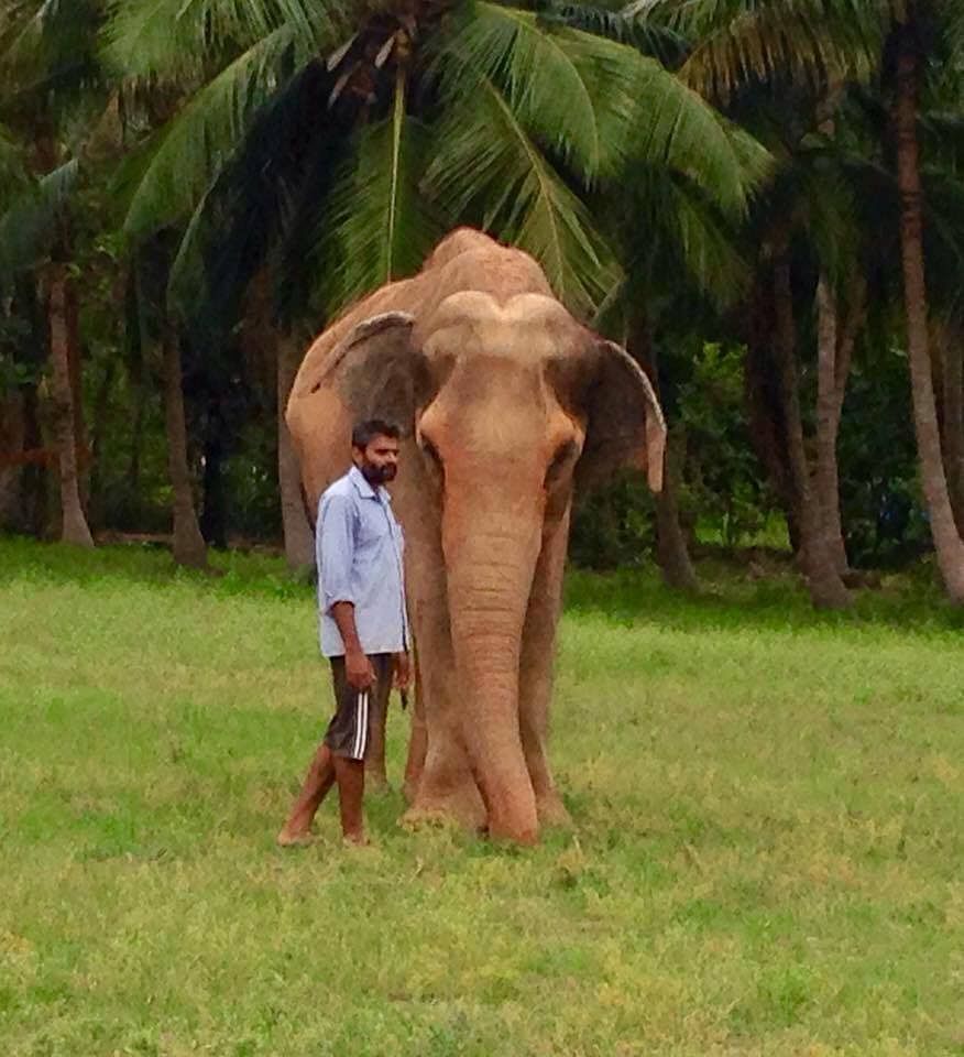 From earning a lakh a month, Shweta and Govind now earn Rs 25,000 and help rehabilitate elephants in a small town.