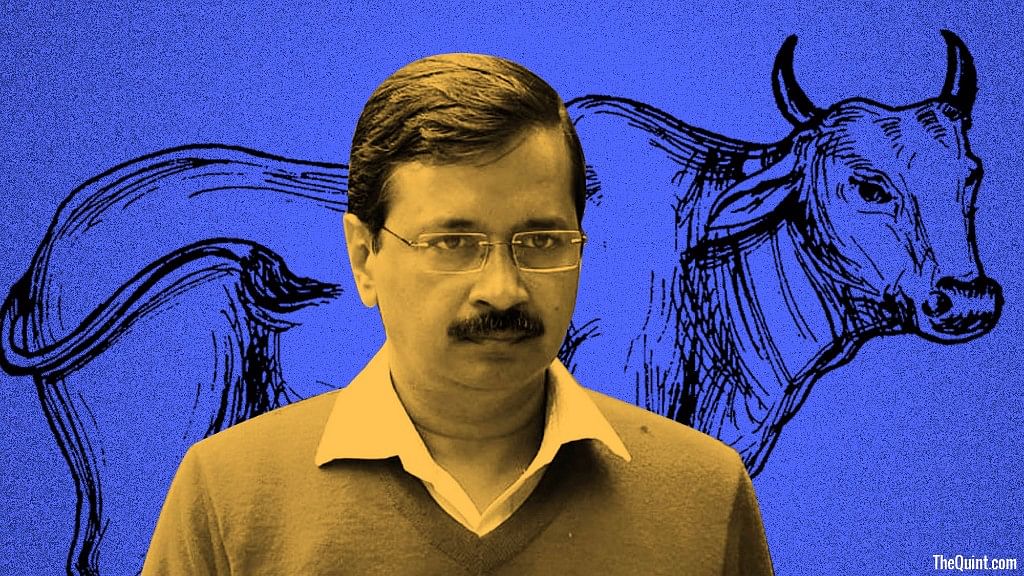 Petitioner Gaurav Jain pens a letter to Delhi Chief Minister Arvind Kejriwal questioning his stand on the beef ban. (Photo: <b>The Quint</b>)