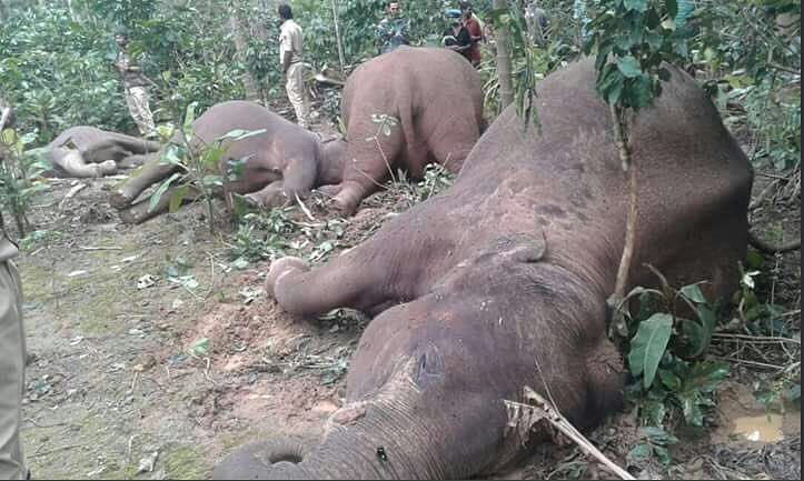 

The elephants reportedly stepped on a high-power transmission line when they were moving through the estate.