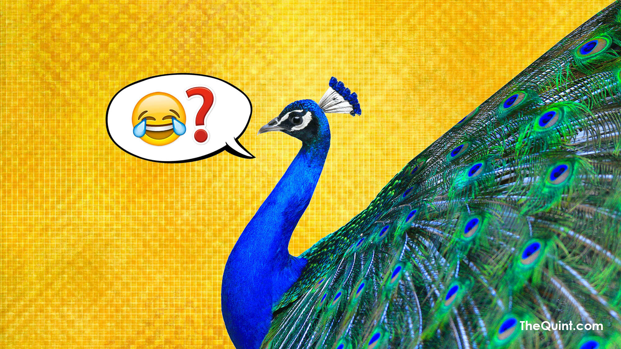 Peacocks are celibate? What’s there to celebrate? (Photo: Aaqib Raza Khan/<b>The Quint</b>)