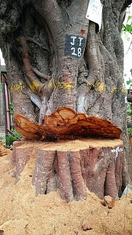 A Peepal tree planted in 1967 in South Mumbai, axed. (Photo courtesy: Facebook/Abhay Azad)