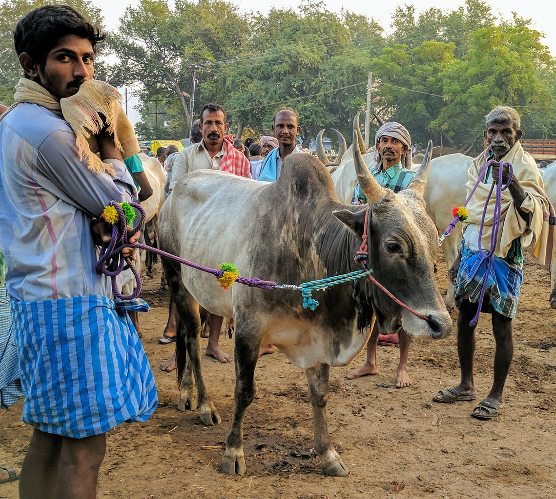 A Jallikattu bull, waiting to be sold for slaughter. (Photo: Vikram Venkateswaran/<b>The Quint</b>)