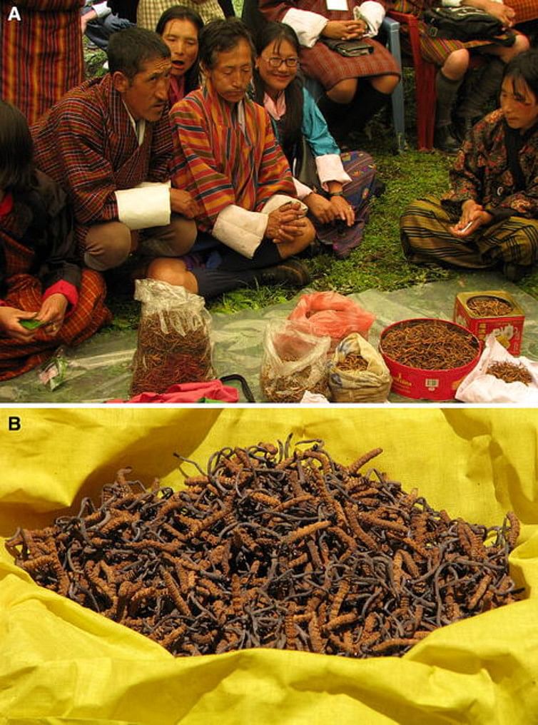Yarsagumba is known as “Himalayan Viagra” due to the aphrodisiac medley of caterpillar and fungus.