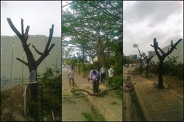 Translocation of trees involves pruning of trees and replanting them at a different location. (Photo: The News Minute)