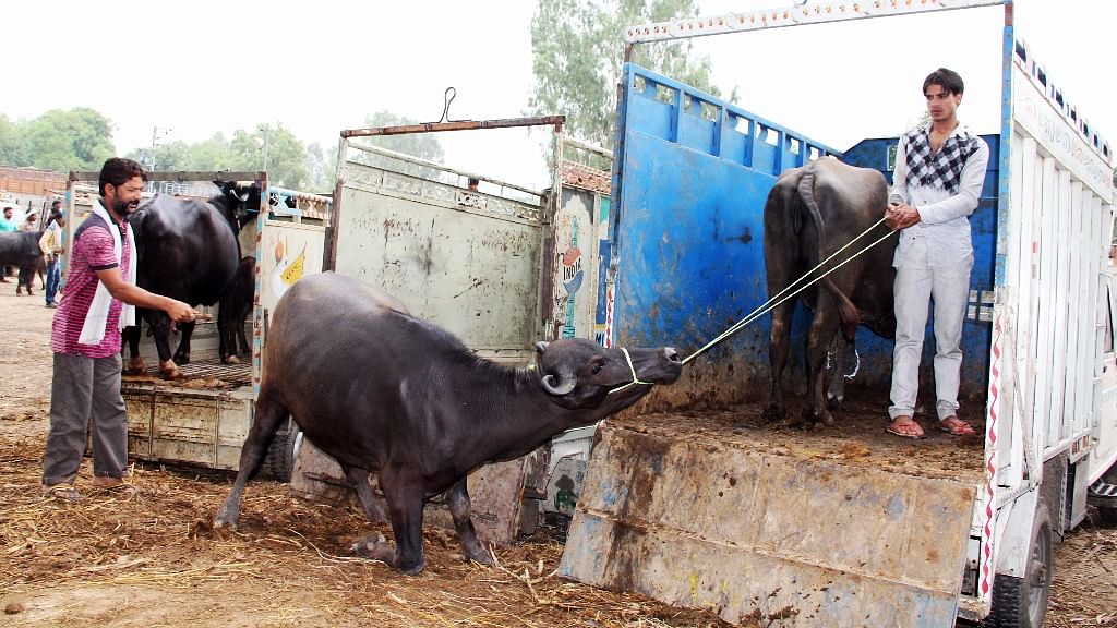 People believe the problems for animal trading are going to increase further in the coming days. (Photo: Neeraj Gupta)