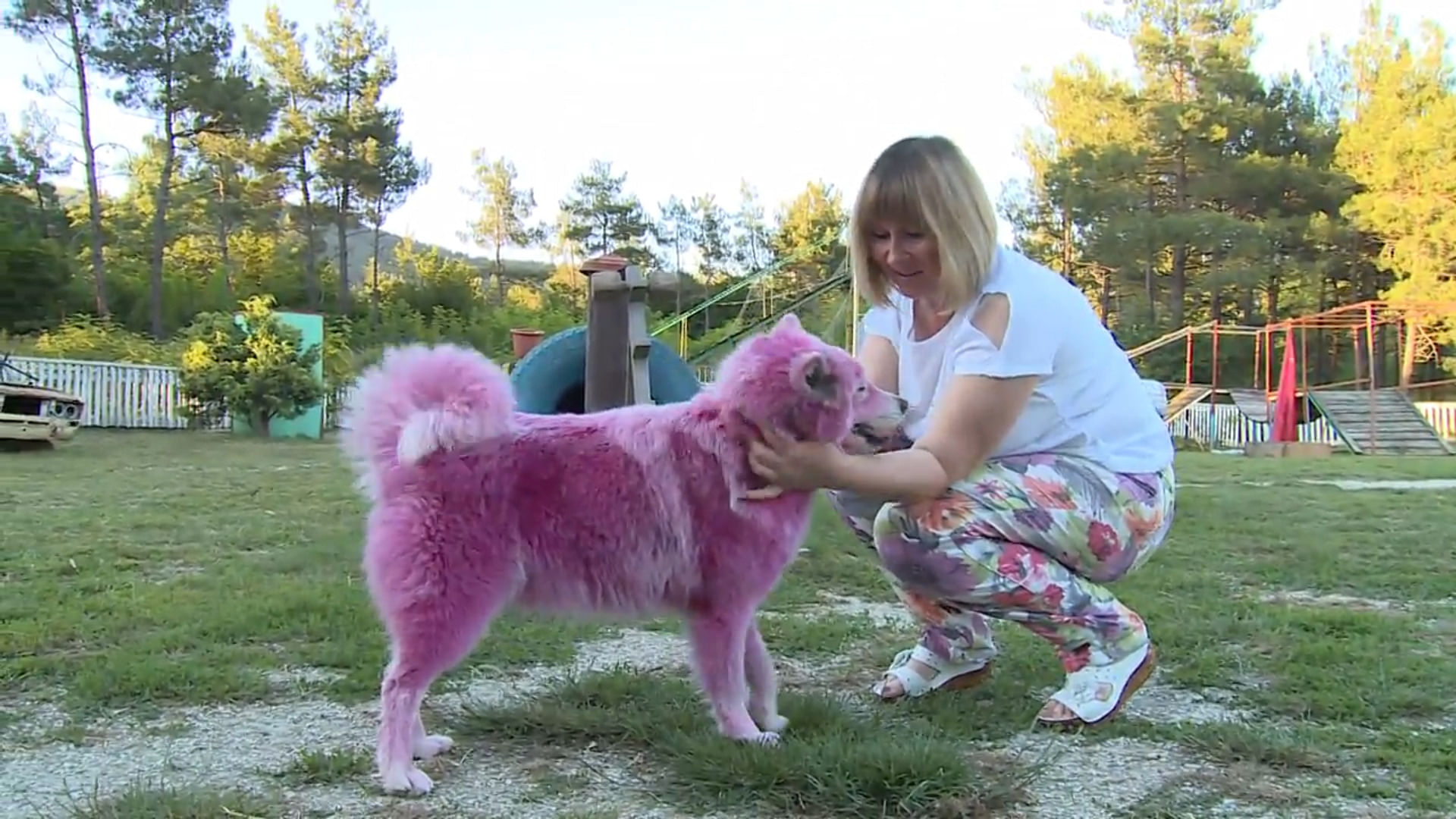 

The pink Samoyed dogs were abused and abandoned by their owners. (Photo: Ruptly)