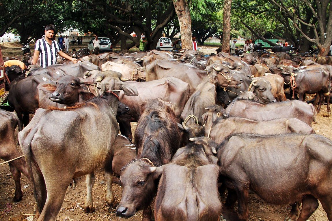 The fear of gau rakshaks has led to a 40-50 percent decline in the rate of the animals in the market.